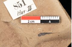 Foto (Detailsansicht) von Quercus palaeoilex Ettingshausen (NHMW-GEO-2024-0188-0851)
